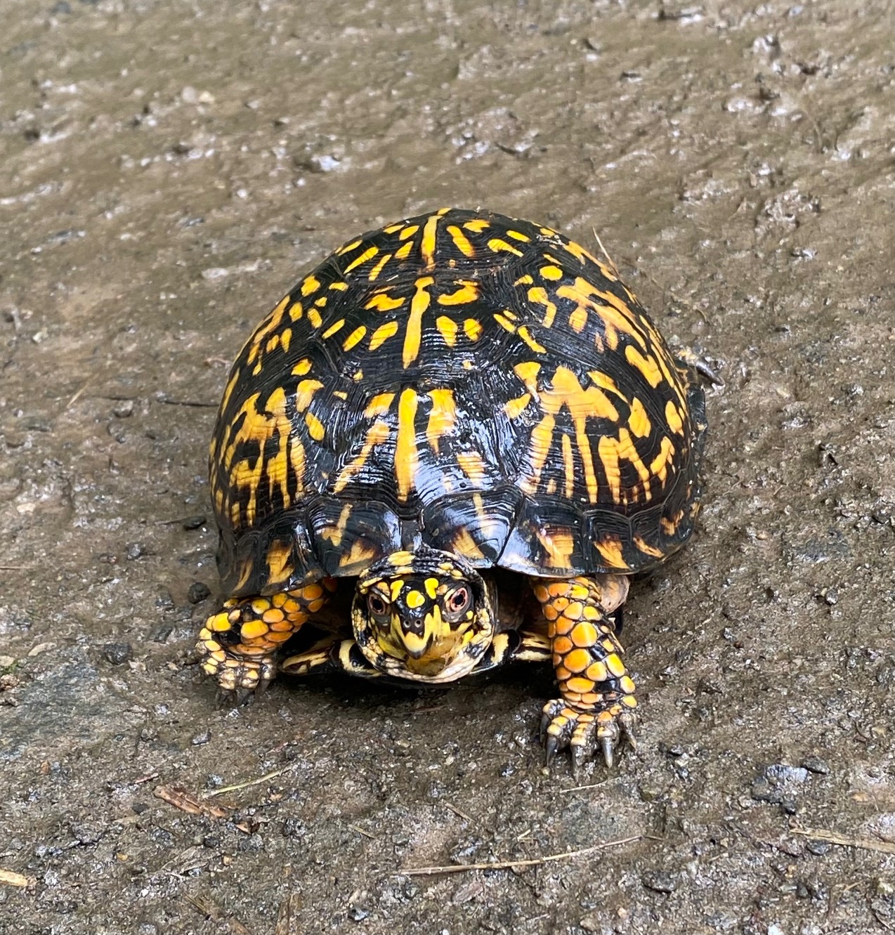 Turtle Tu Two Ladies and a Turtle – Living With Ethel